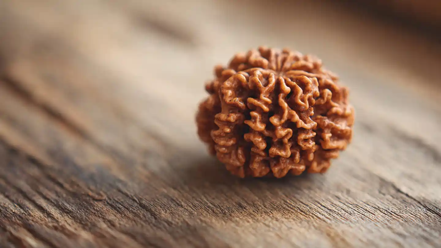 A close-up image of an original 7 Mukhi Rudraksha bead placed on a wooden surface with soft natural lighting