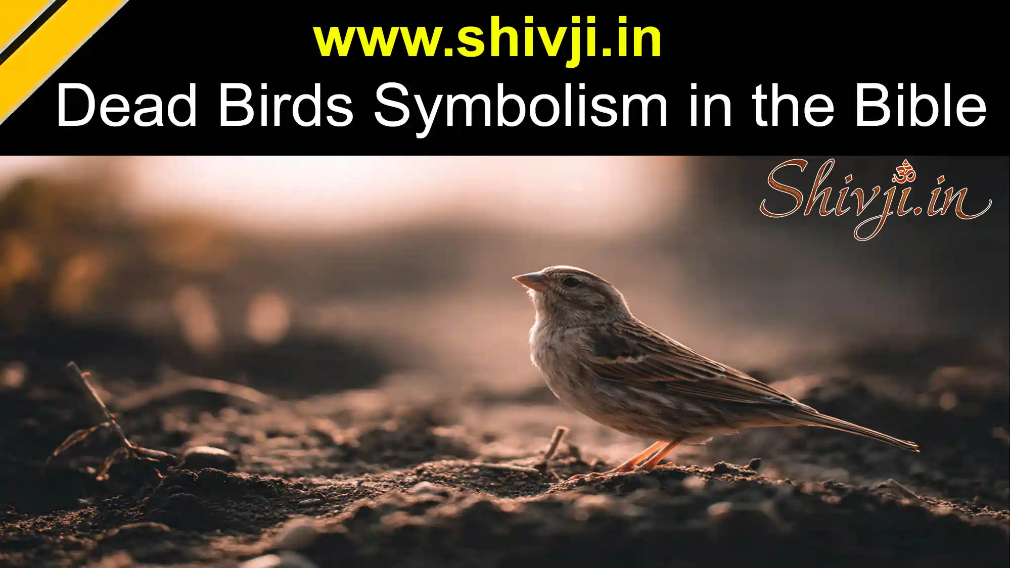 Dead Birds Symbolism explained with biblical meaning