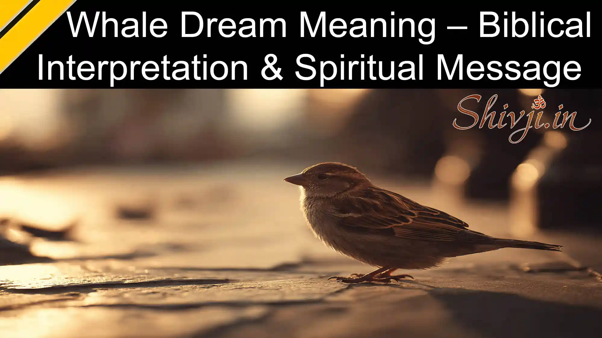 Whale Dream Meaning biblical symbolism explained